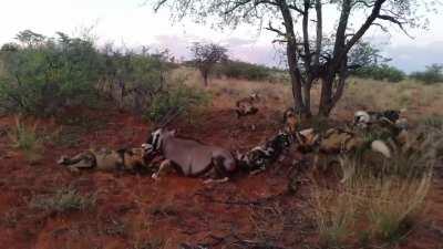 Oryx getting eaten alive by African Wild Dogs