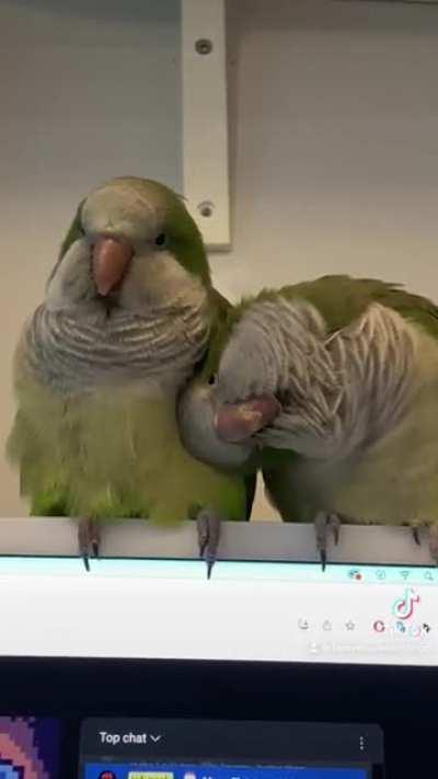 Comfort in one another