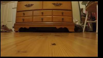 Sexy wooden wedges wearing goddess crushes a wasp flat under her weight