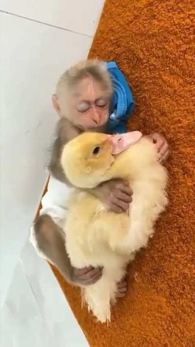 The duck is lulling the monkey to sleep