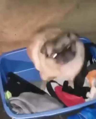 Revolution Nine-Dog-Nine!