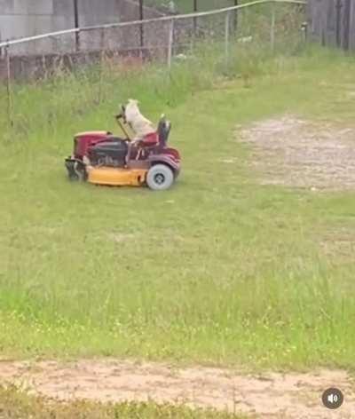 The new gardener is really doing a great job!