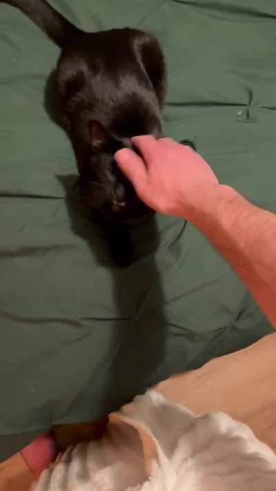 Anyone else own a lil void?