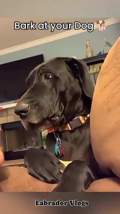 Bark at your dogs to see their reaction.