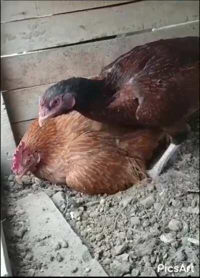 A MalE ChICken BeAt HiS wifE For BeInG A bAD PaRENt.
