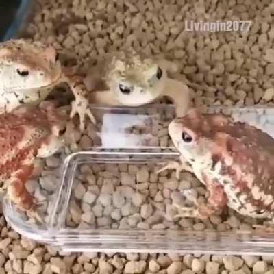 El mismísimo sapo ql