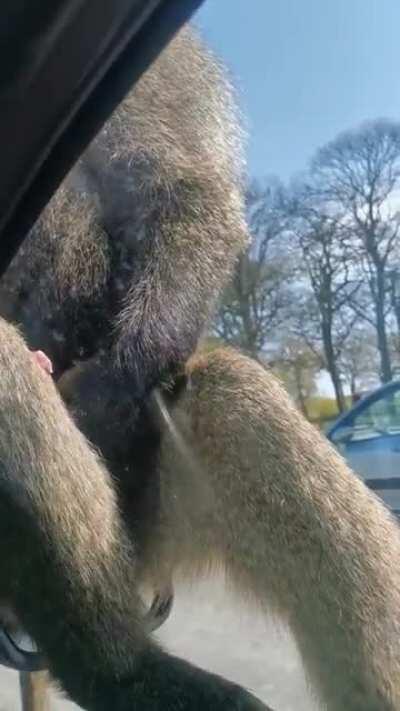 Baboon why you eating your own cum (nsfw)