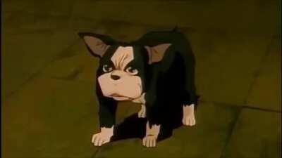 Iggy carefully plans out his next attack!!