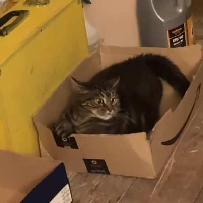 I’ve been advised that you guys might appreciate my cat Puddin….