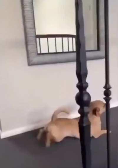 I think the smaller dog is roasting the corgi for having short legs.