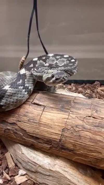 Turn your sound on! Eastern Blacktail giving warning.