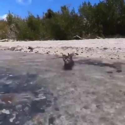 CaT GeTS lUReD oUt tO SEa BY aN EvIl WiTch