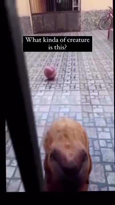 What kind of animal is this !!