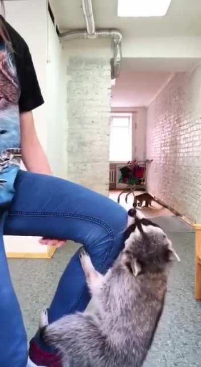 Having fun with raccoons