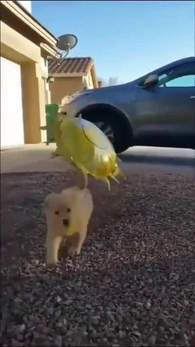 Nope, can't lose the balloon