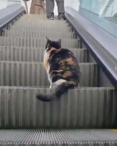 Cat on an escalator. I've never seen a cat on a public escalator. DC Metro, btw.