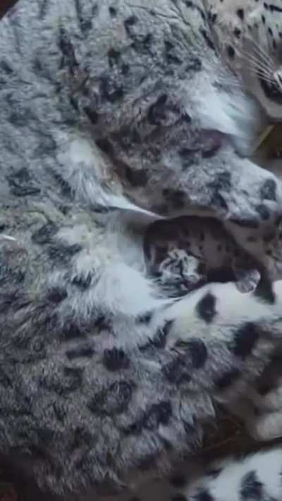 Snow leopards