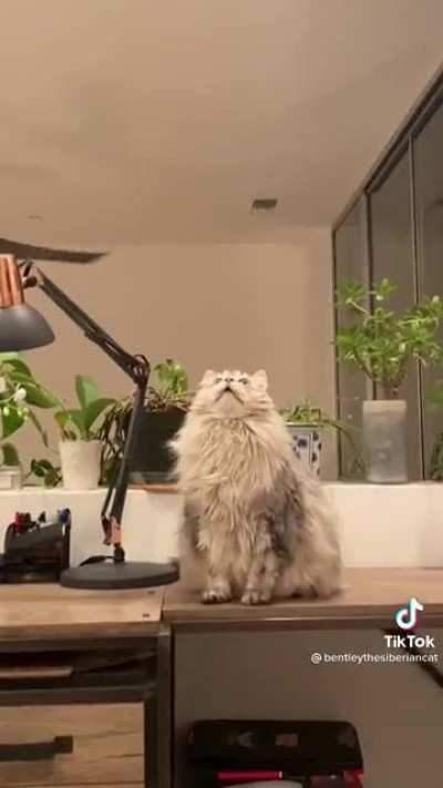 Cat stares at ceiling greeble