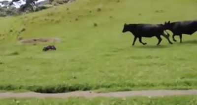 Curious cows investigate a strange visitor in their field