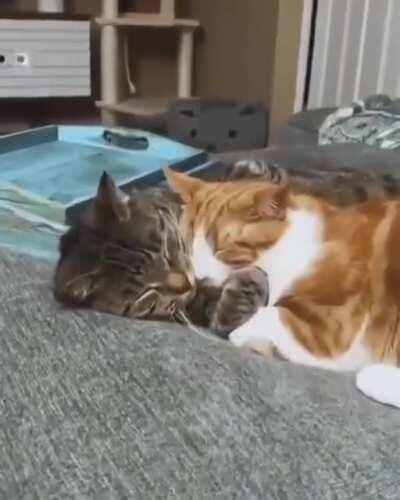 i want what they have