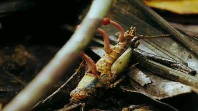 The naturalist Steve Backshall filmed the Cordyceps fungus acting on insects in a village in Bhutan. The same species of fungus is depicted in the HBO Max series 