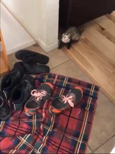 Ferret sees snow for the first time