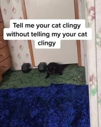 Clingy kitty is clingy