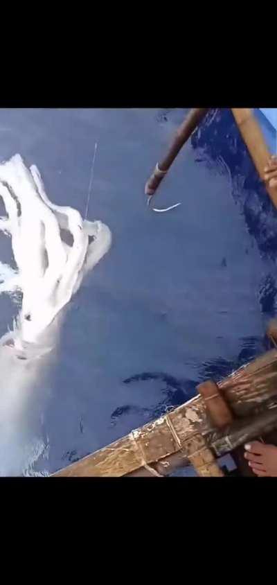 Giant squid caught jigging in the philippines