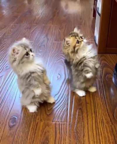 Cat.