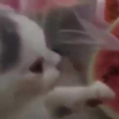 Blursed cat