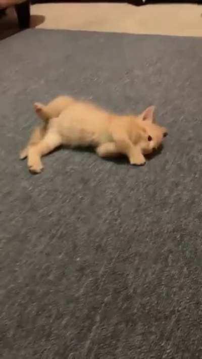 Smol Goofball. His name is Tater