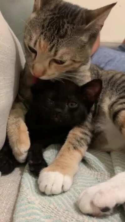 Wife and I got a new fur baby for our older cat since we both got jobs and won’t be home. This is just one week after meeting!