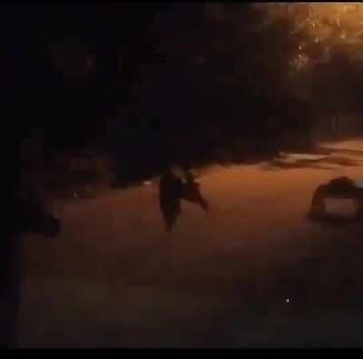 Someone caught this on a home security camera in my country (Costa Rica)