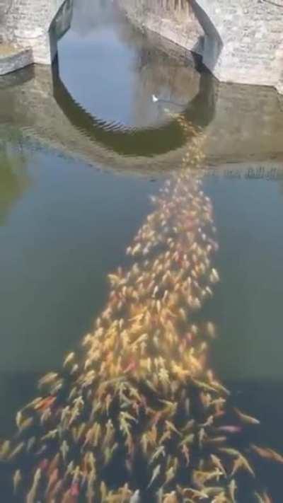 Fucking metal: fish and duck