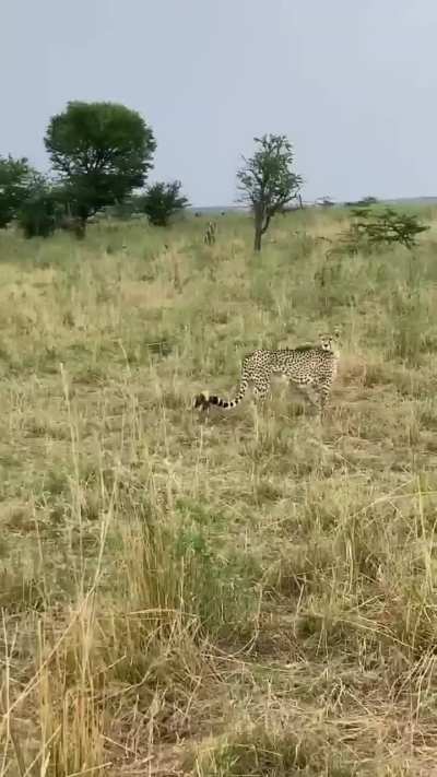 🔥 Cheetah cubs under 3 months of age look like honey badgers