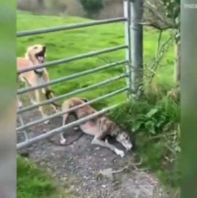 Dog spins its tail to help 