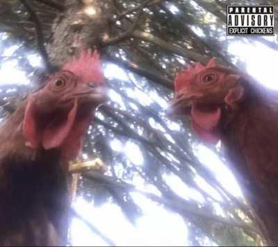 Thanks I hate Chickens Wit Attitude's New Song (sound)