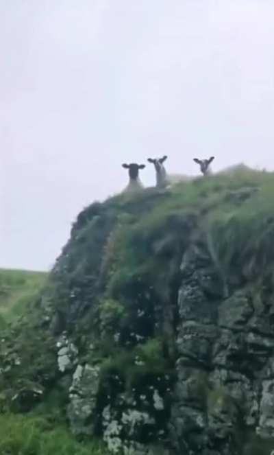 The council will decide your fate!