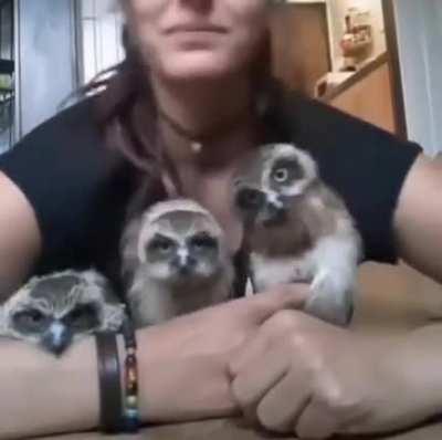 Baby Owls Trying To Bust A Move