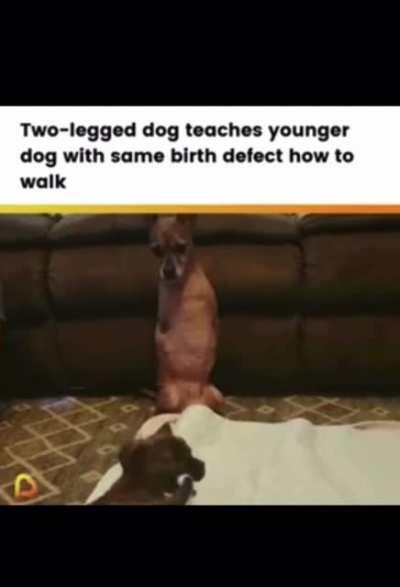 Two legged dog teaches younger two legged dog how to walk