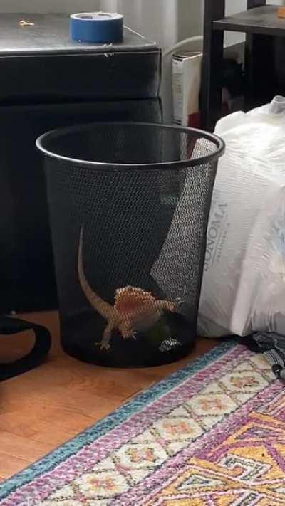 Sméagol put herself in the trash (again)