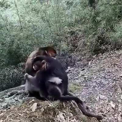 Monkey hugs