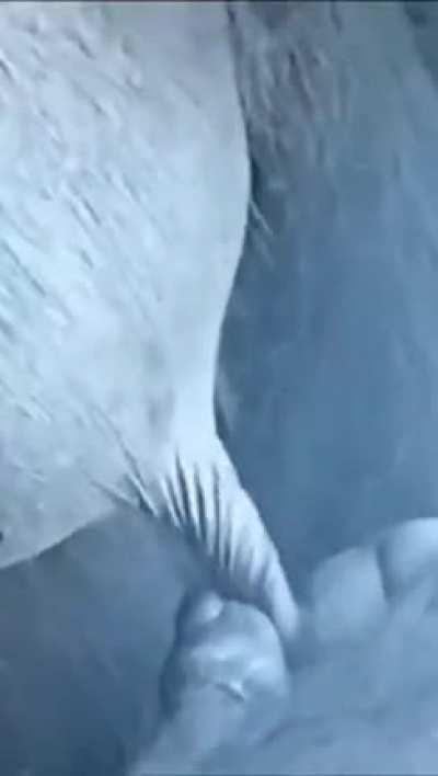 Me reading all the DD's im too smoothbrained for, but TLDR is hedgies r'fuk