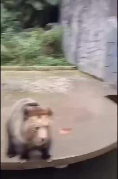 I'm always so impressed by animal intelligence! That bear is beckoning exactly like a human!