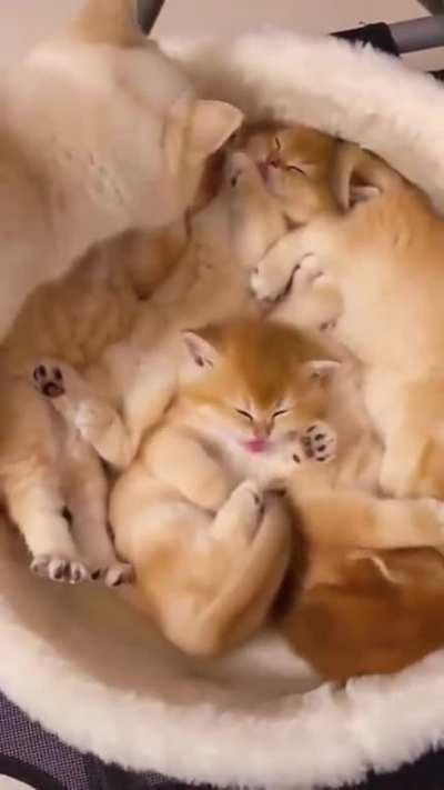 Mama takes care of her kitties