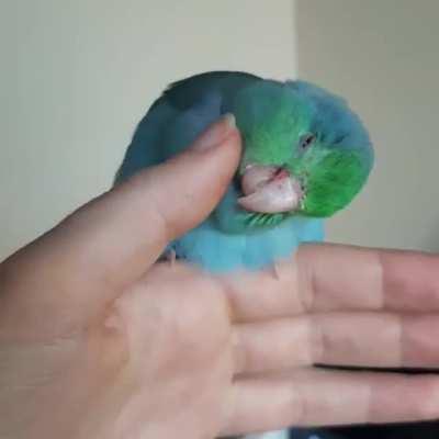 Colorful chicken enjoying a scritch