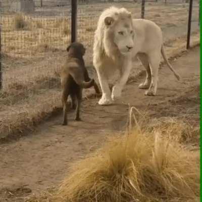 Big boye meets a boye