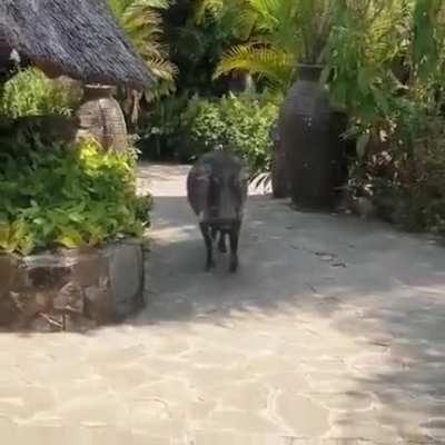 WCGW getting too close to Pumba