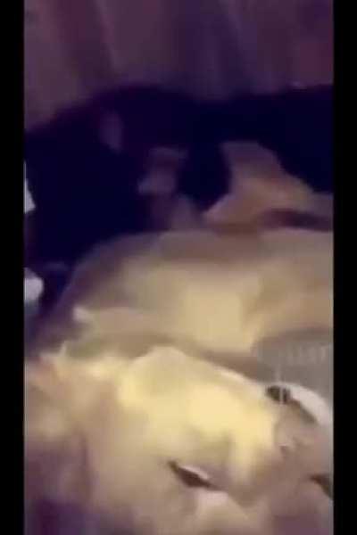 the boss of this jungle