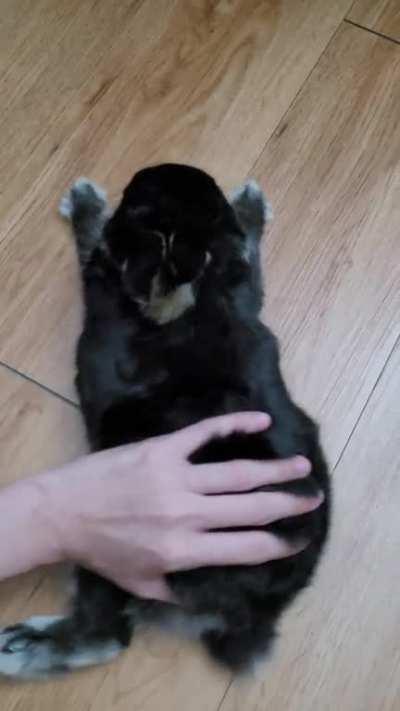 When your rabbit has zero survival instincts (Part 2)